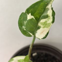 Variegated Indoor Plant  $5