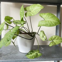 Gorgeous Potted Plant 🪴 