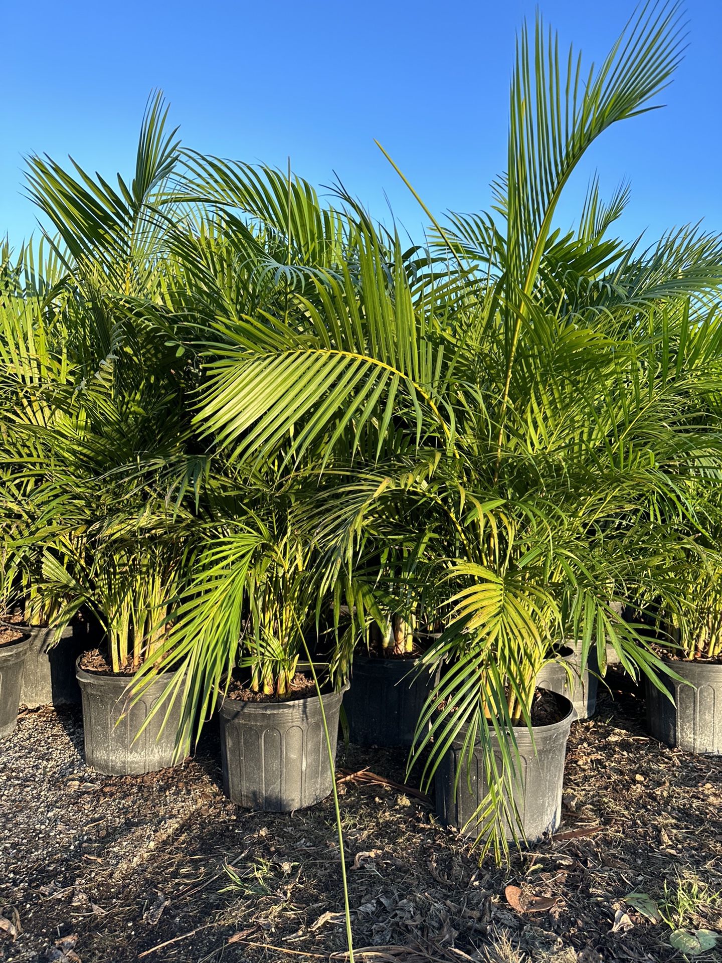 Areca Palm