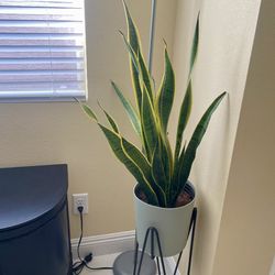 Snake Plant
