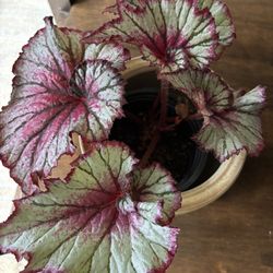 House plants and Succulents for Sale 