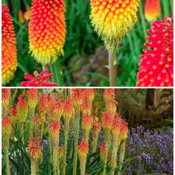 Red hot poker plants