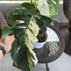 Albo Monstera Rooted 