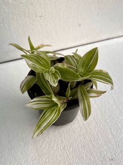 Tradescantia Pistachio