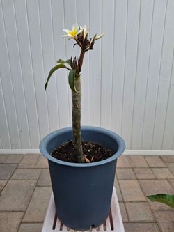 Plumeria White Flower Plant