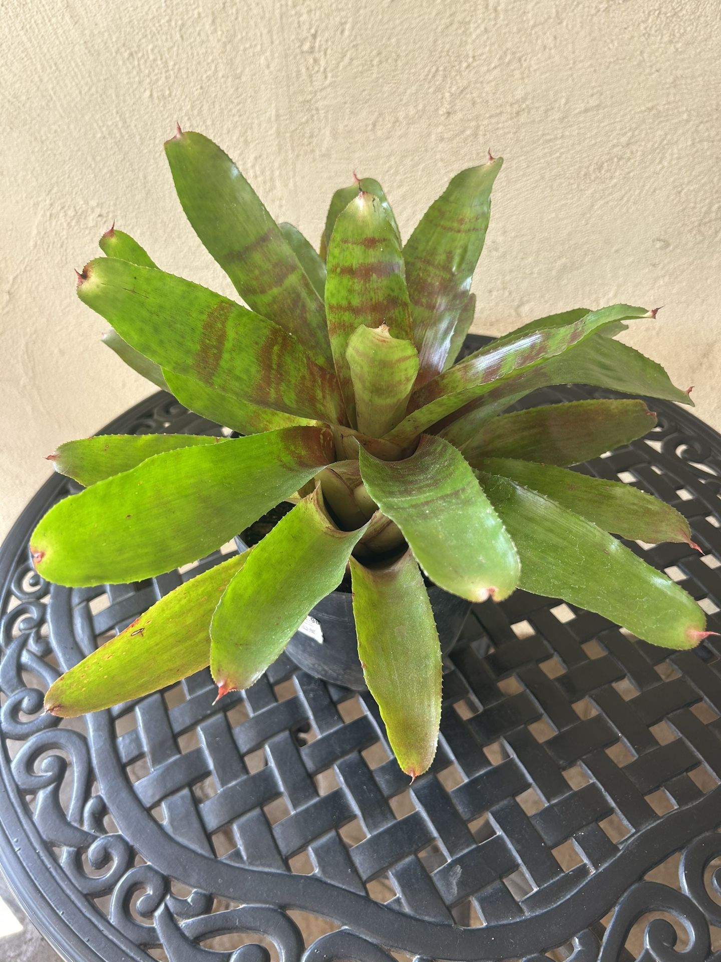 Bromeliad Plant 