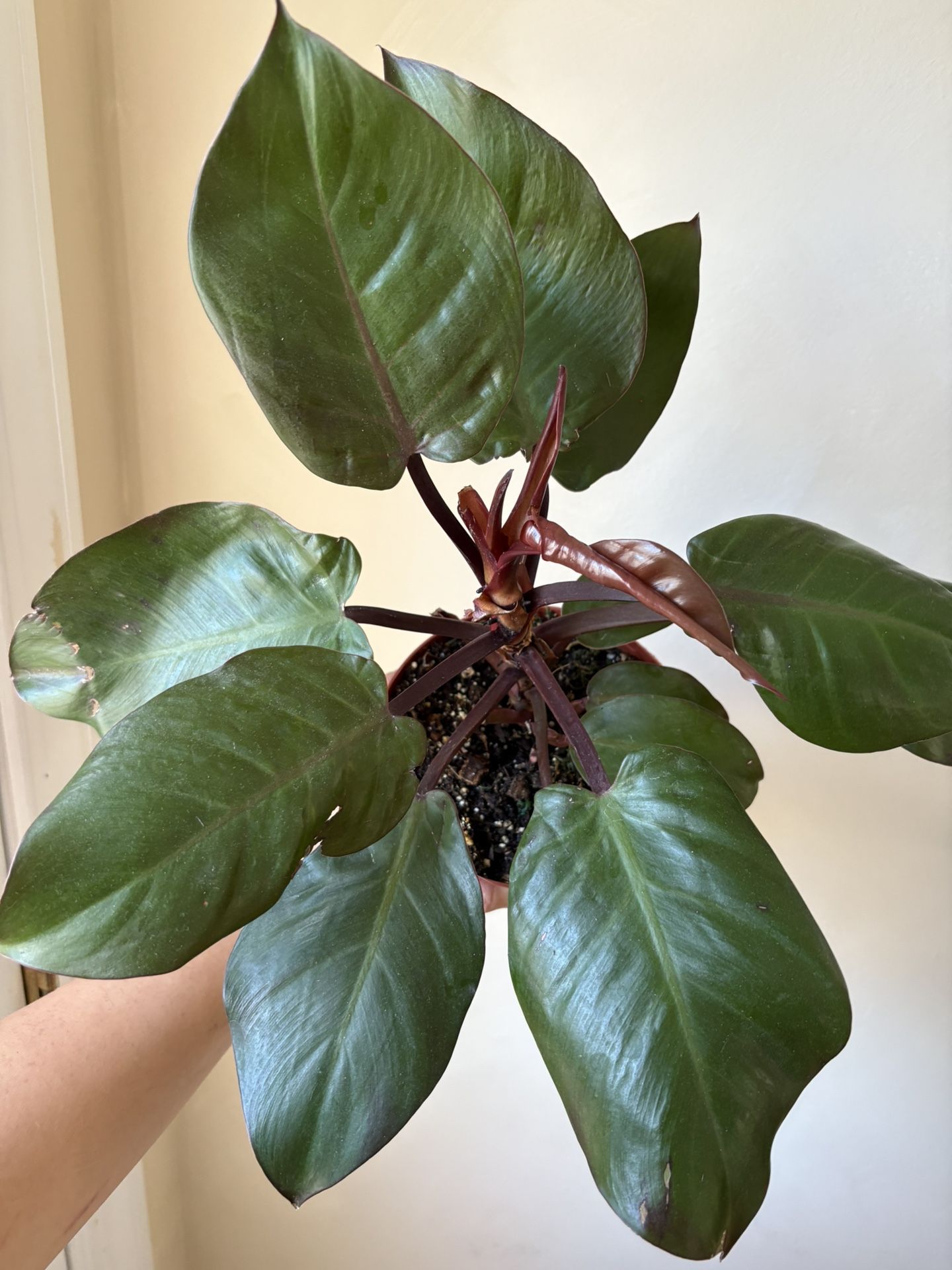 McColleys Finale Philodendron