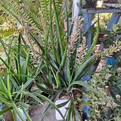 Snake Plant