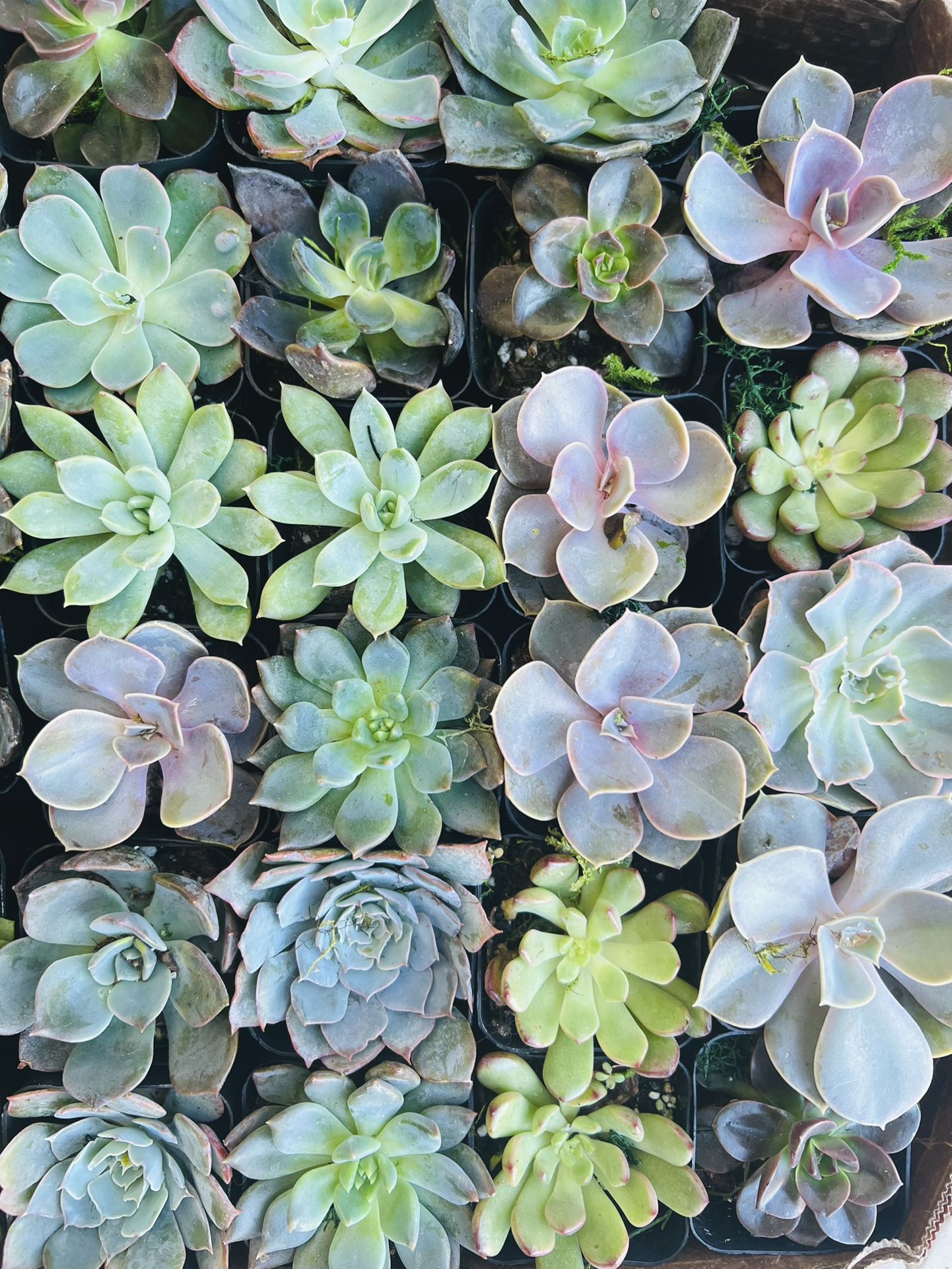 Succulents! 2”
