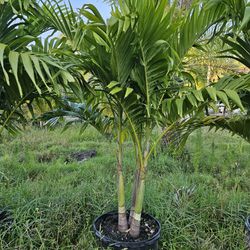 Crhistmas Palms  Tall Full Green  Fertilized  Ready For Planting Instant Privacy Hedge  Same Day Transportation 