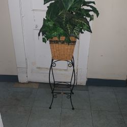Greens Zebra Plant W/stand 
