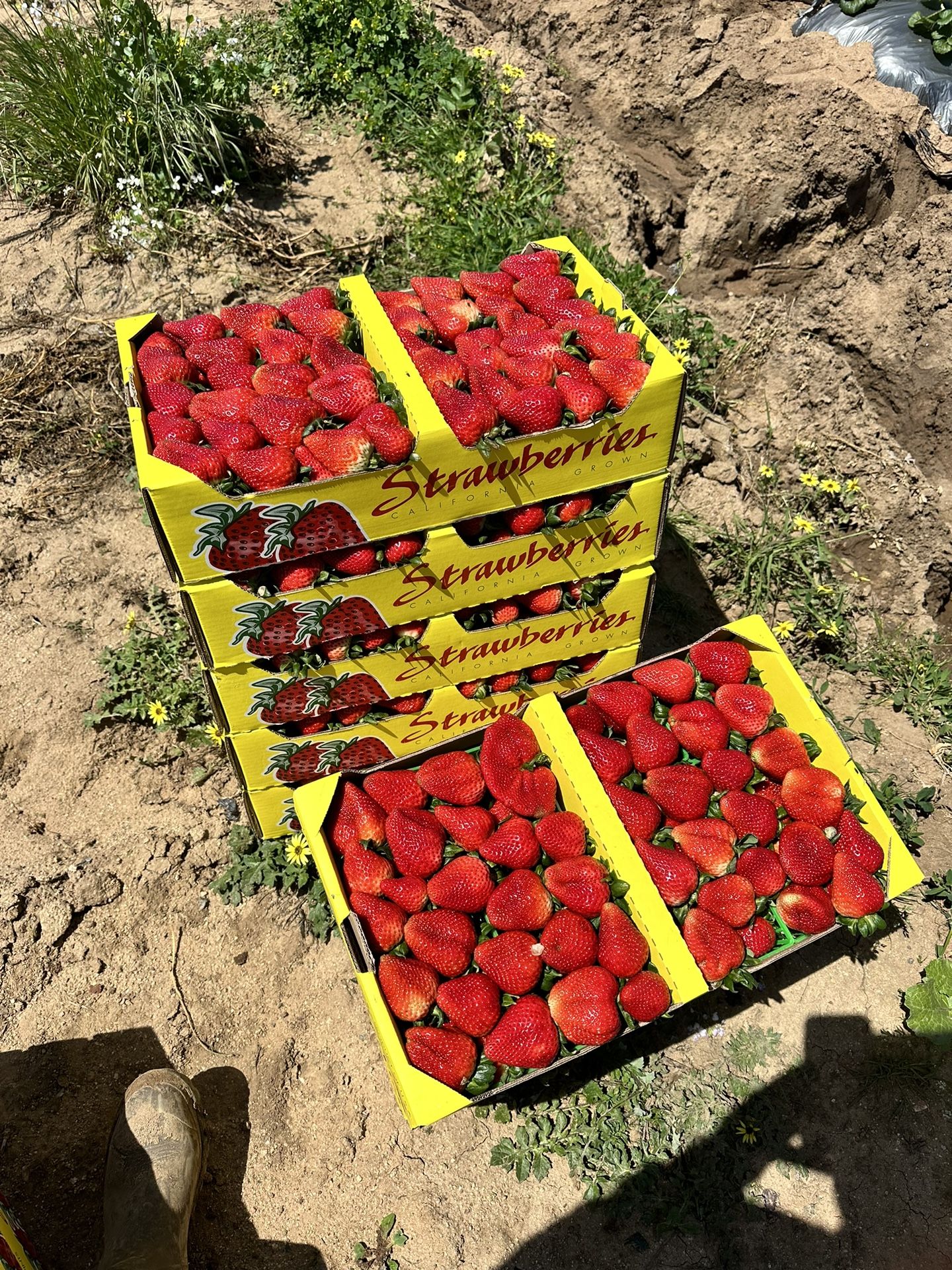 Strawberries For Sale 🍓