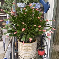 A pretty ceramic pot full of healthy Thanksgiving cactus full of buds
