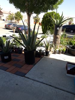 Aloe Vera