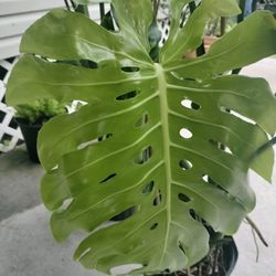 Monsteras 3 Ft Tall $25 Pharr