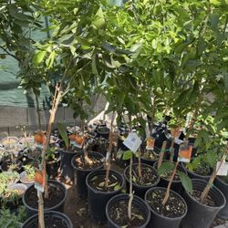 Daisy Mandarin Trees 4 FT Tall $60 Each Price Firm