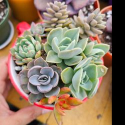 Arreglo De Suculentas -succulent arrangement