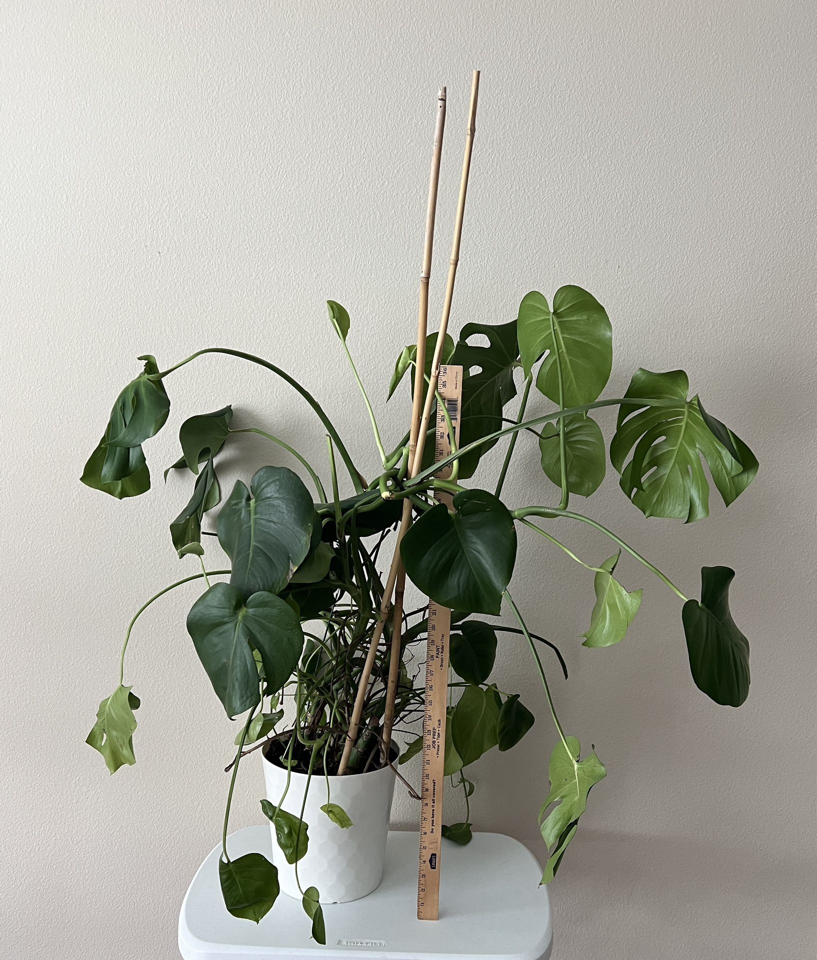 Large Plant Monstera 36”H