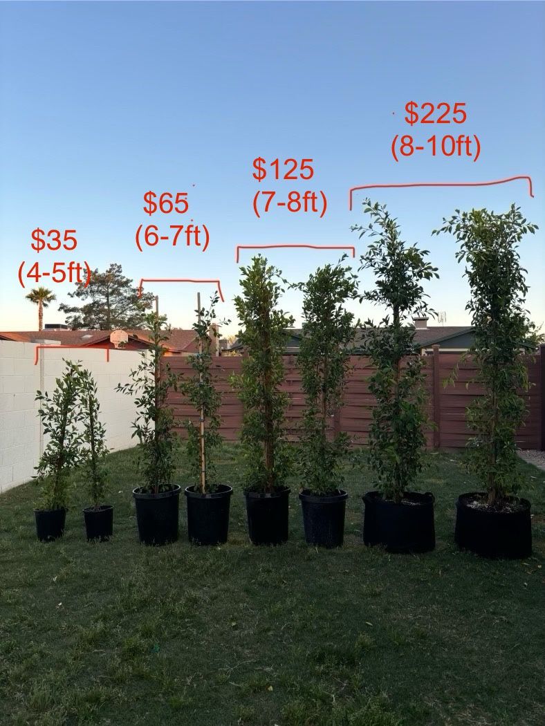 Ficus