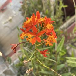 Orchid Plant