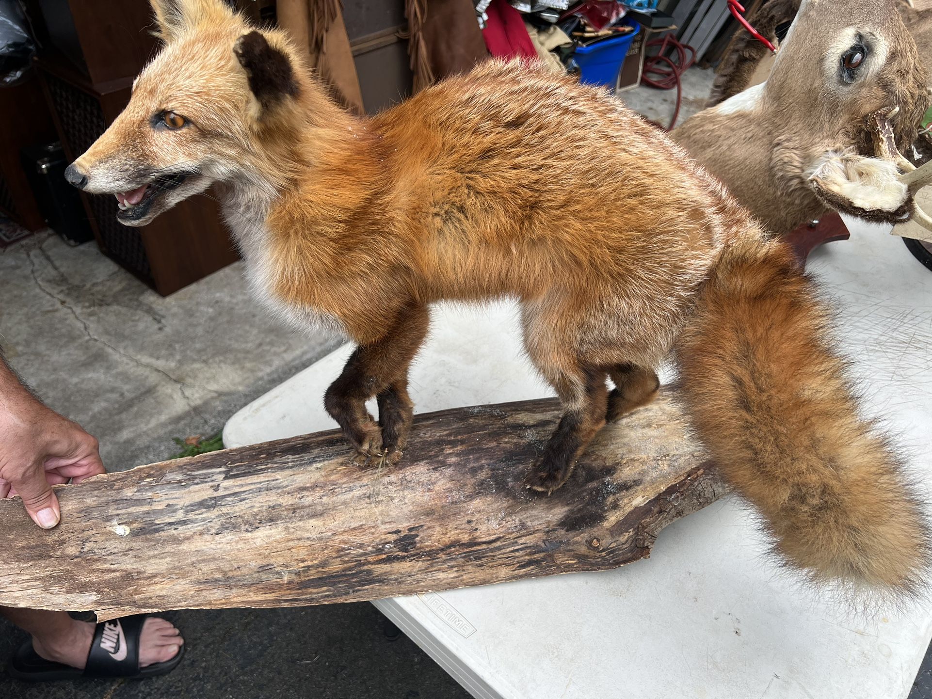 Mounted Fox