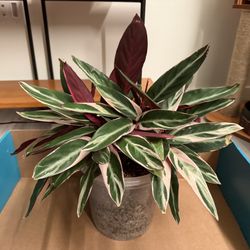 8" Stromanthe Triostar in clear pot