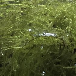 Moss for Aquarium