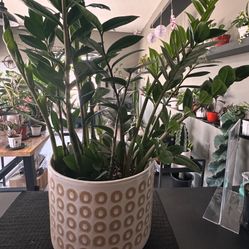 Large Zz Plant for Sale in Whittier, CA - OfferUp