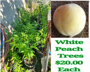 White Peach Trees
