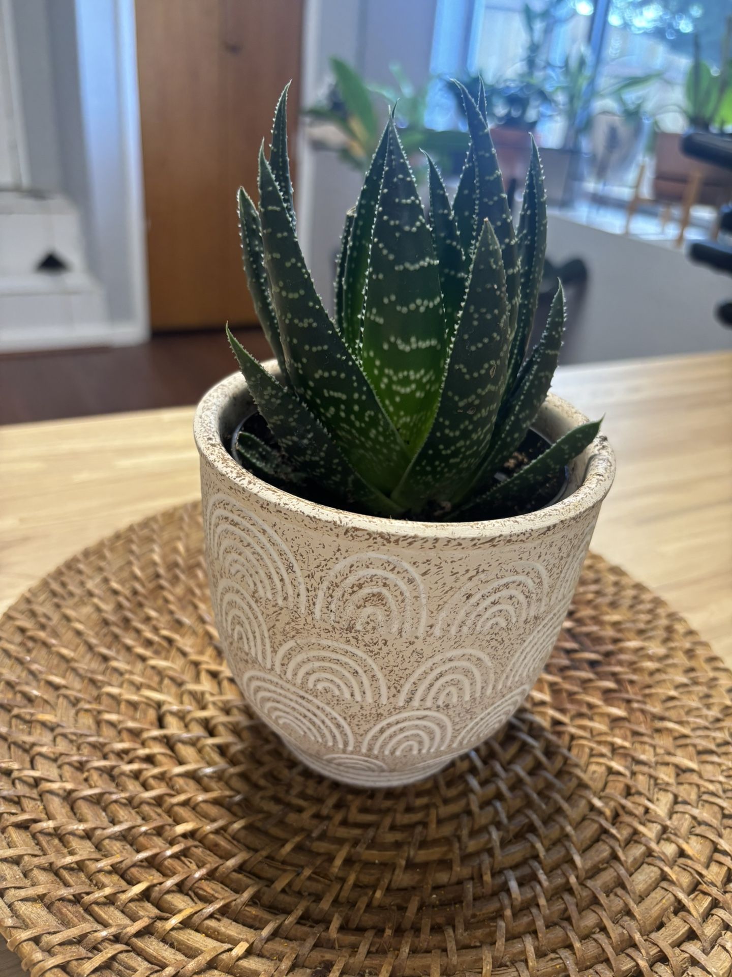 Indoor Plant & Pot 4”