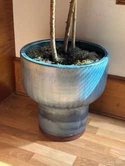 Gorgeous Mid Century Style Blue Drip Tulip Planter Pot with Large Plant and Wood Tray Base