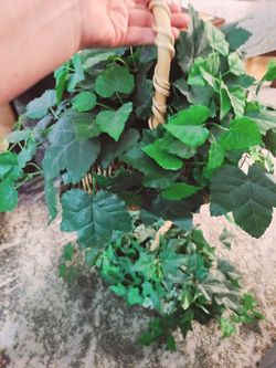 2 Beautiful Artificial Ivy Plants in Wicker Baskets