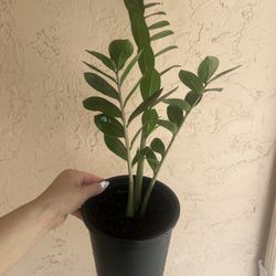ZZ Plant Zamioculcas Zamiifolia Plant Flower In Pot