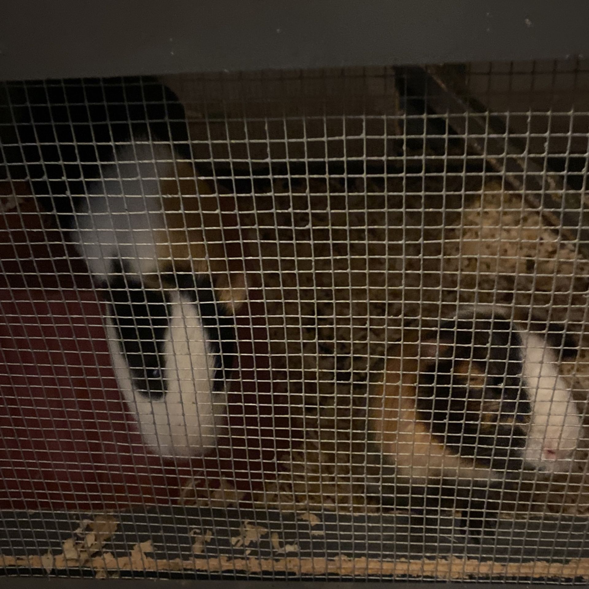 Two guinea pigs for Free Cage Food etc.