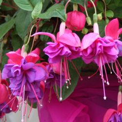 Fucshia Plant Blue Eyes In One Gallon Pot 