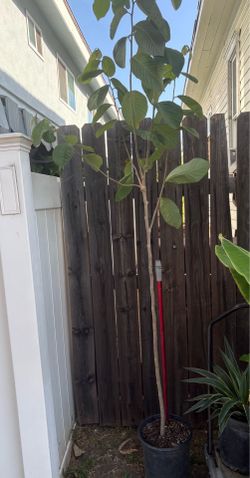 Healthy Cherimoya Exotic Fruit Tree