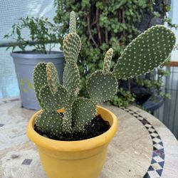 Bunny Ear Cactus 5” Pot Live Cati Cactus Outdoor Garden Plant