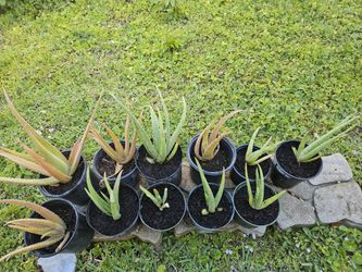 Aloe Plant