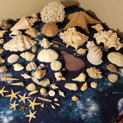 Educational/Decorative Sea Life Collection