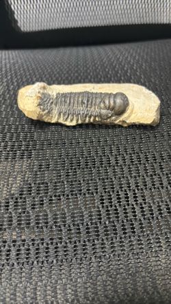 Trilobite Fossil (4.7 inches)