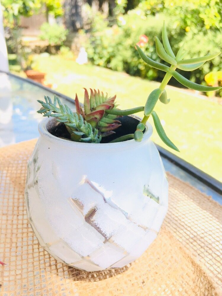 Mini succulent arrangement in mercury glass vase