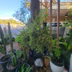 Elephant Plant 