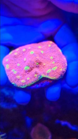 saltwater  chalice rainbow rim frags