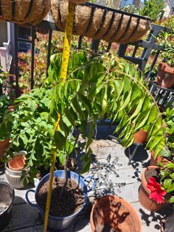 Curry leaf plant