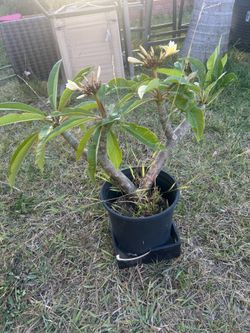 Yellow and white plumeria