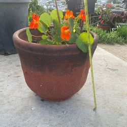 Nasturtium plant