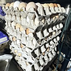 Huevos Organicos…. Organic Eggs