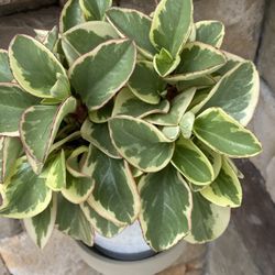 Peperomia In Ceramic Pot