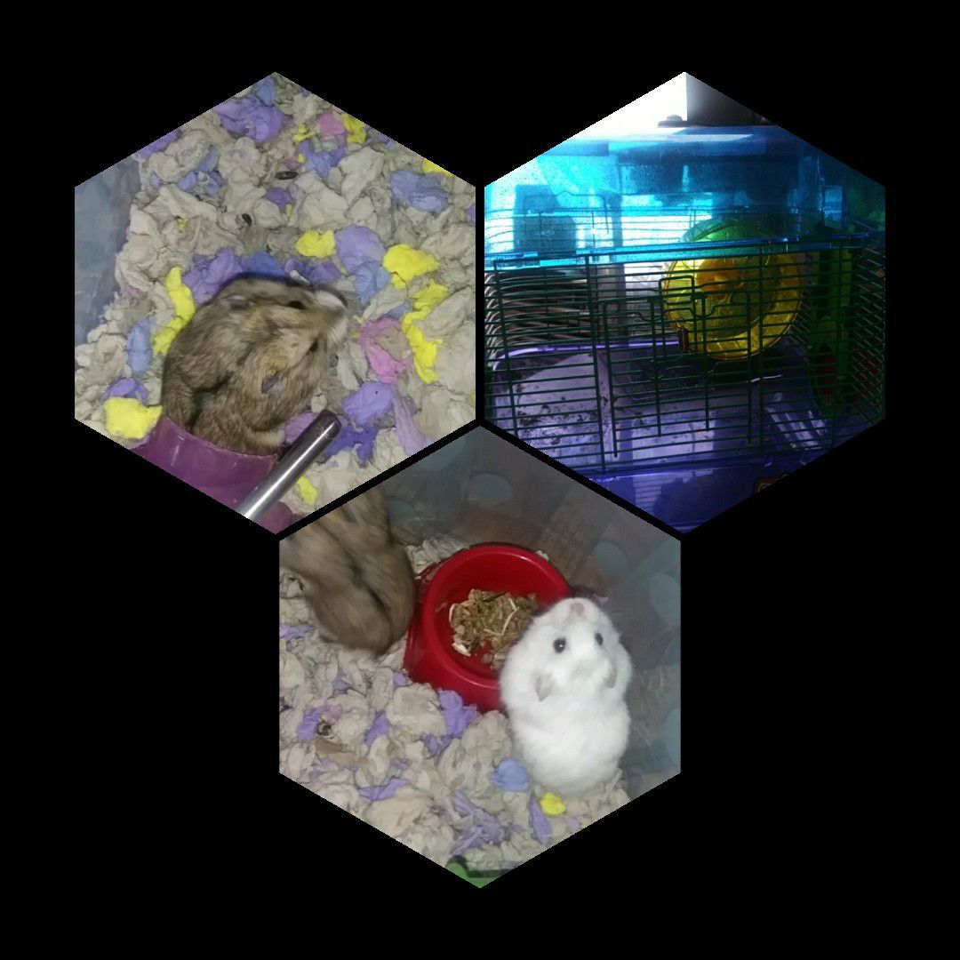 Hamster cage +2hams