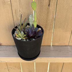 Succulents Arrangement Spring Gifts Only $25